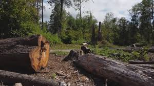 Best Tree Risk Assessment  in Newtown Grant, PA