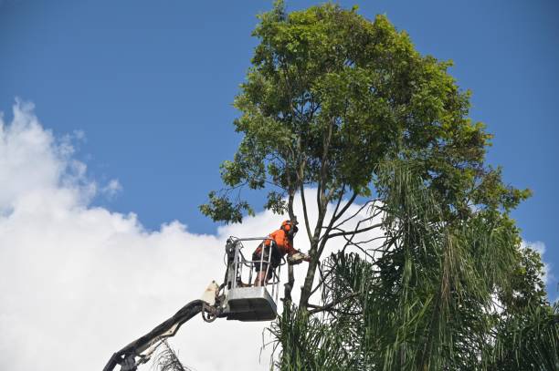Trusted Newtown Grant, PA Tree Care Experts