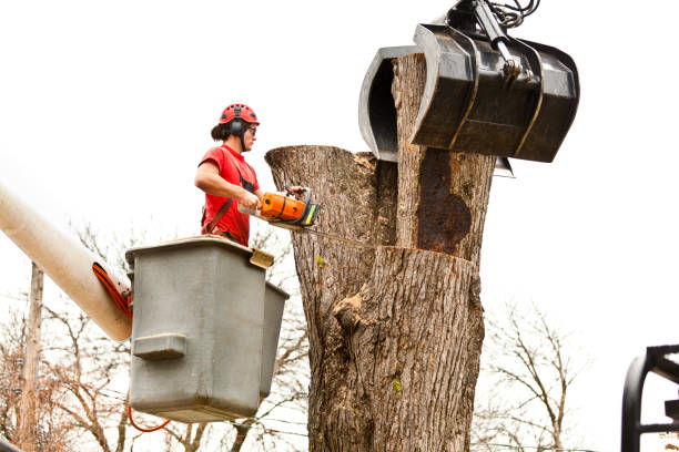 Best Utility Line Clearance  in Newtown Grant, PA